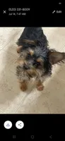 Joey, a male Morkie for sale in Adams, WI – 3 of 3