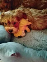 Danny , a male Dachshund and Shih Tzu for sale in Adams, WI – 3 of 3