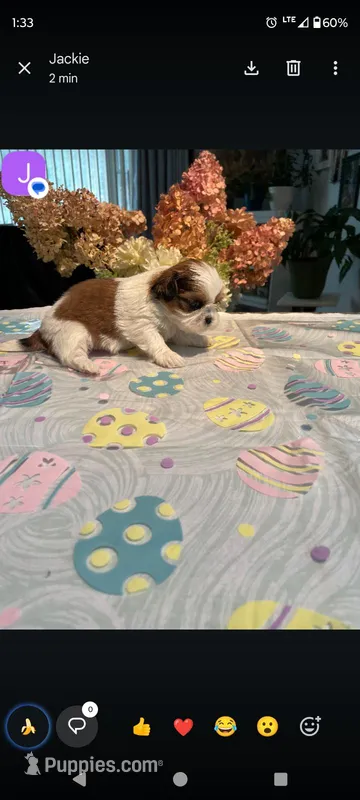 Jack – Shih Tzu puppy for sale in Adams, WI