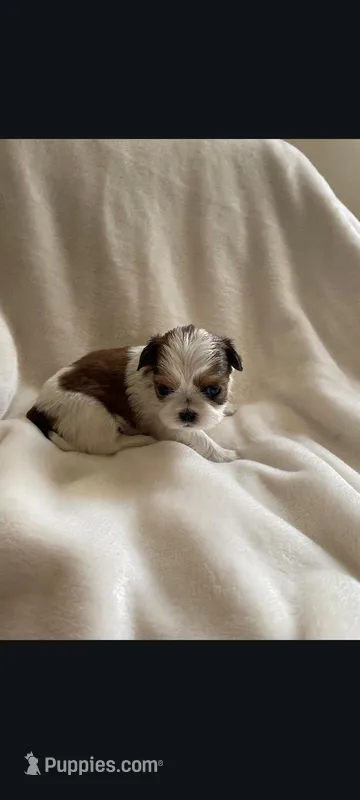 Jack – Shih Tzu puppy for sale in Adams, WI