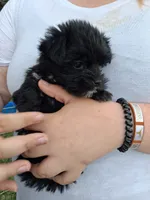 Katie , a female Morkie for sale in Adams, WI – 1 of 3