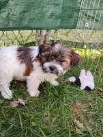 Susie, a female Shorkie for sale in Adams, WI – Photo 2 of 3