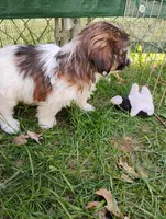 Susie, a female Shorkie for sale in Adams, WI – Photo 3 of 3