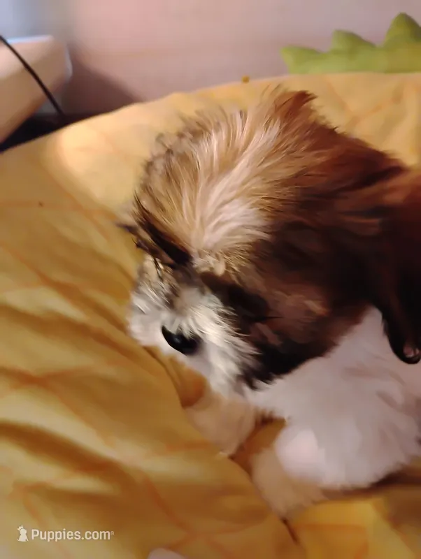 Sammy , a male Shorkie for sale in Adams, WI – Photo 1 of 7
