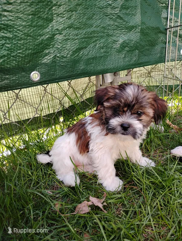 Susie – Shorkie puppy for sale in Adams, WI