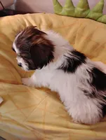 Sammy , a male Shorkie for sale in Adams, WI – Photo 3 of 7