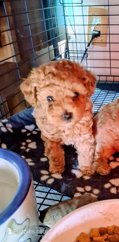 Peanut butter – Poodle - Toy  puppy for sale in Adams, WI