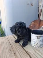 Sabrina., a female Shihpoo for sale in Adams, WI – 2 of 2
