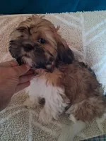 Oz,, a male Shih Tzu for sale in Adams, WI – 2 of 2