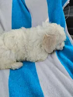 Papi, a male Bichon Frise and Shih Tzu for sale in Adams, WI – Photo 3 of 5