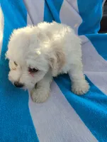 Papi, a male Bichon Frise and Shih Tzu for sale in Adams, WI – Photo 5 of 5