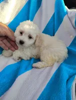 Papi, a male Bichon Frise and Shih Tzu for sale in Adams, WI – Photo 4 of 5