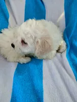 Papi, a male Bichon Frise and Shih Tzu for sale in Adams, WI – Photo 2 of 5