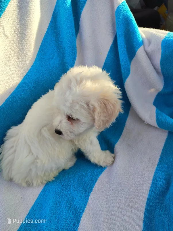 Papi – Bichon Frise, Shih Tzu puppy for sale in Adams, WI
