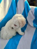 Papi, a male Bichon Frise and Shih Tzu for sale in Adams, WI – Photo 1 of 5