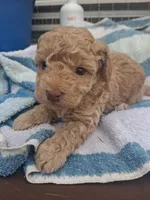 S sophie, a female Poodle - Toy  for sale in Adams, WI – 3 of 4