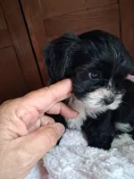 4/paws, a female Shih Tzu for sale in Adams, WI – 4 of 5
