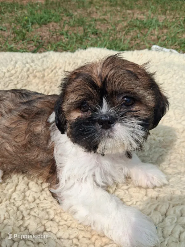 Dorothy – Shih Tzu puppy for sale in Adams, WI