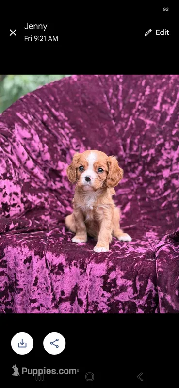 AKC-Kay – Cavalier King Charles Spaniel puppy for sale in Adams, WI