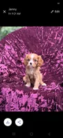 AKC-Kay, a female Cavalier King Charles Spaniel for sale in Adams, WI – 1 of 1