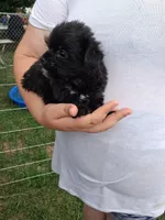 Katie , a female Morkie for sale in Adams, WI – 2 of 3