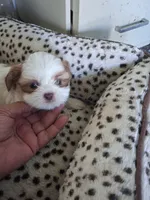 Ginger, a female Shih Tzu for sale in Adams, WI – 2 of 2