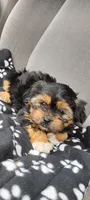 Katie, a female Shorkie for sale in Adams, WI – 2 of 2
