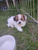 Charlie, a male Shorkie for sale in Adams, WI – Photo 2 of 2
