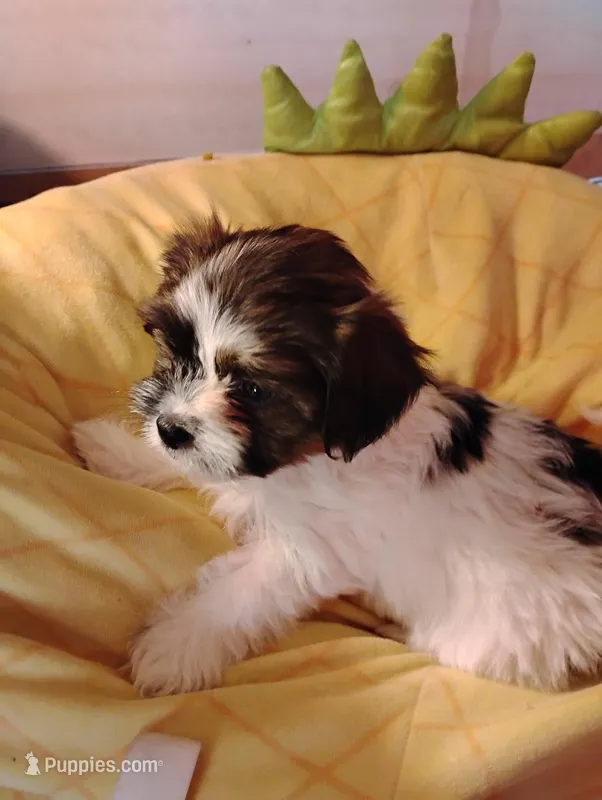 Charlie – Shorkie puppy for sale in Adams, WI