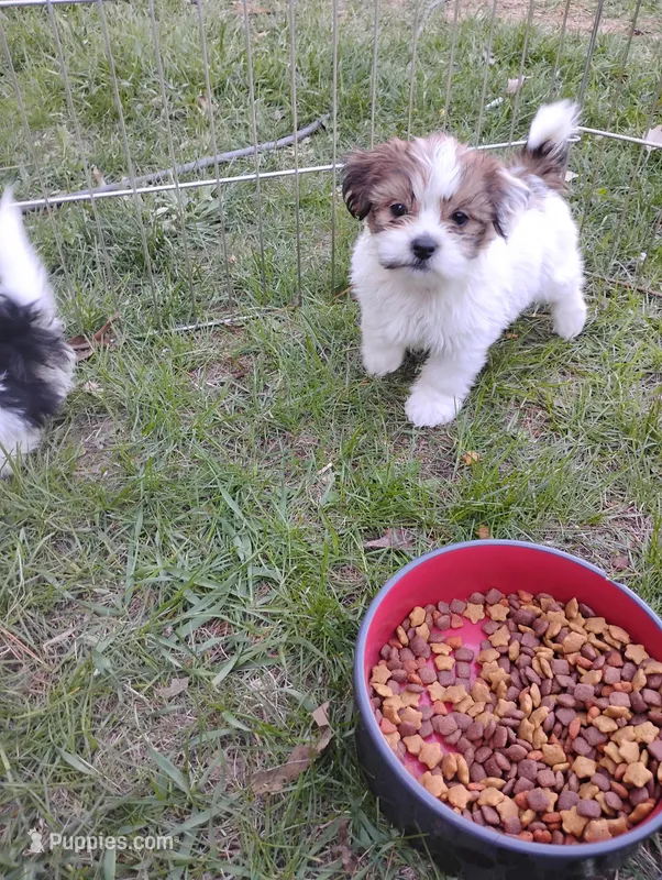 Charlie – Shorkie puppy for sale in Adams, WI