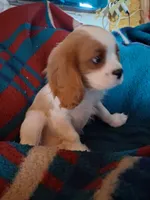 Oliver, a male Cavalier King Charles Spaniel for sale in Adams, WI – 4 of 4