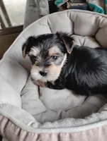Katie, a female Morkie for sale in Adams, WI – Photo 1 of 2