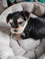 Katie, a female Morkie for sale in Adams, WI – Photo 2 of 2