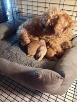 Tina, a female Poodle - Toy  for sale in Adams, WI – 2 of 2