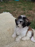 Ozz, a male Shih Tzu for sale in Adams, WI – 2 of 3