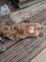 Peanut butter, a male Poodle - Toy  for sale in Adams, WI – 1 of 5