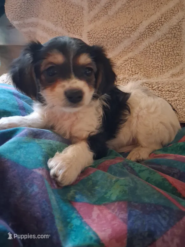 Katie  – Morkie puppy for sale in Adams, WI
