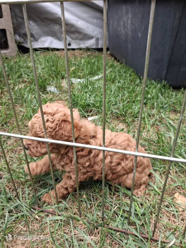Peanut butter – Poodle - Toy  puppy for sale in Adams, WI
