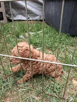 Peanut butter, a male Poodle - Toy  for sale in Adams, WI – 1 of 3