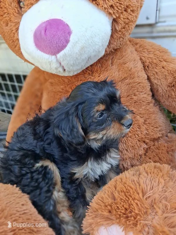 Piper – Morkie puppy for sale in Adams, WI