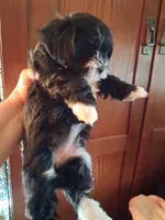 4/paws, a female Shih Tzu for sale in Adams, WI – 3 of 3
