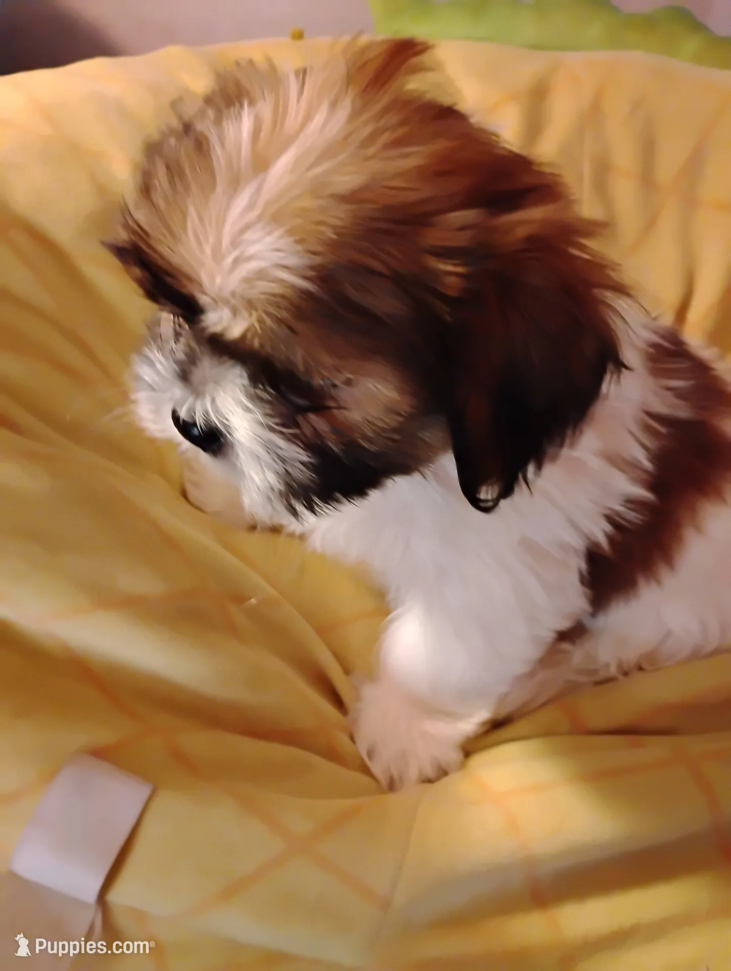 Sammy , a male Shorkie for sale in Adams, WI – Photo 2 of 7