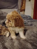 Bow, a male Poodle - Toy  for sale in Adams, WI – Photo 5 of 5