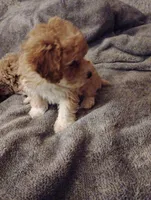 Bow, a male Poodle - Toy  for sale in Adams, WI – Photo 1 of 5