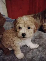 Bow, a male Poodle - Toy  for sale in Adams, WI – Photo 2 of 5