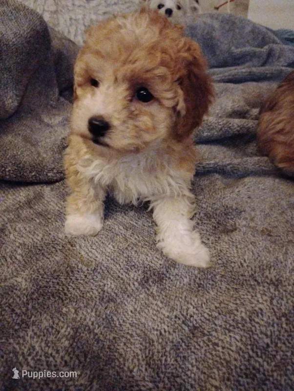 Bow – Poodle - Toy  puppy for sale in Adams, WI