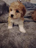 Bow, a male Poodle - Toy  for sale in Adams, WI – Photo 4 of 5