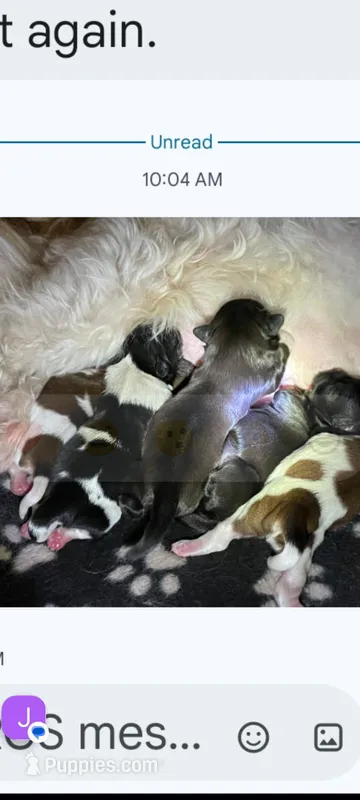 Bow – Shih Tzu puppy for sale in Adams, WI