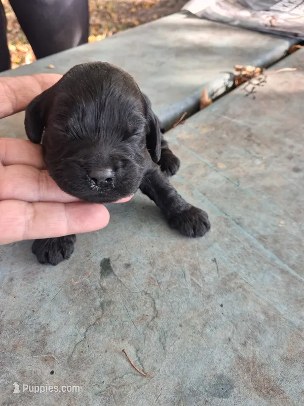 Josie – Cockapoo puppy for sale in Adams, WI