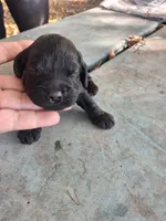 Josie, a female Cockapoo for sale in Adams, WI – 1 of 1